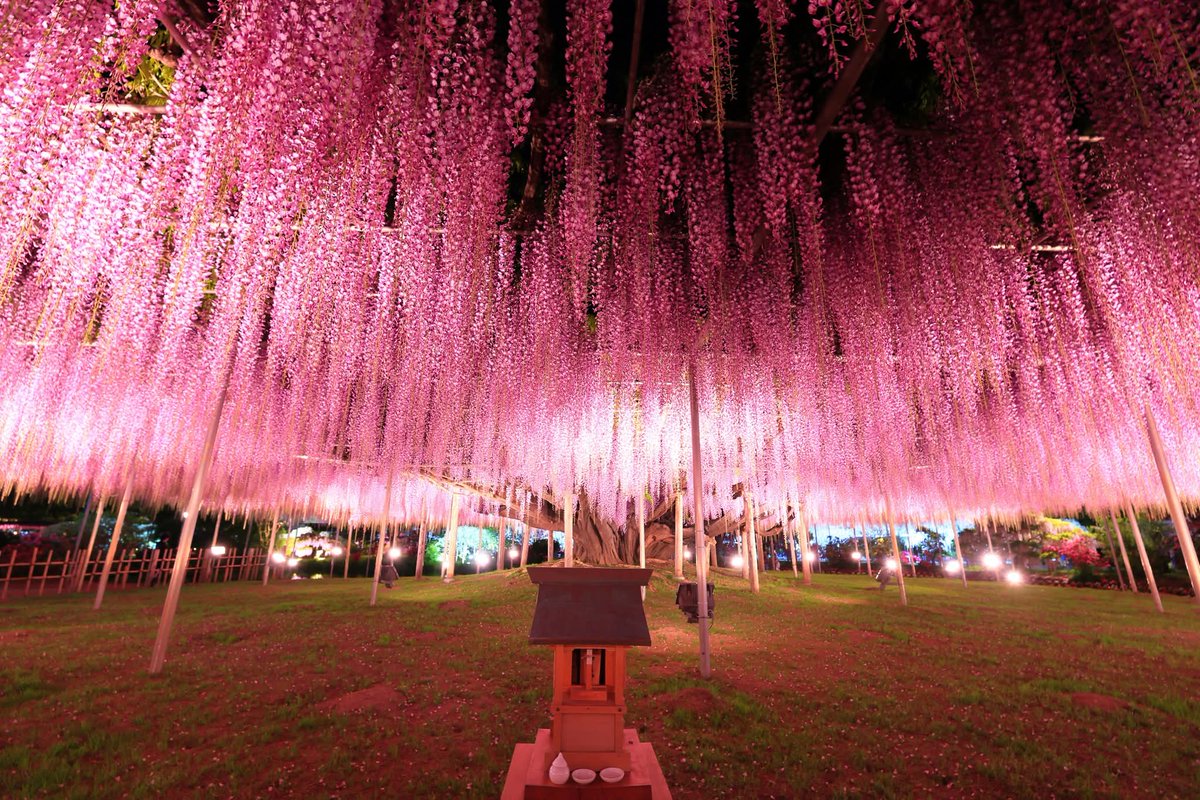 TGIMJcGPFppZZxP's tweet image. あしかがフラワーパークの夜　（11）
#花　#藤 　
#flower  #wander #photography