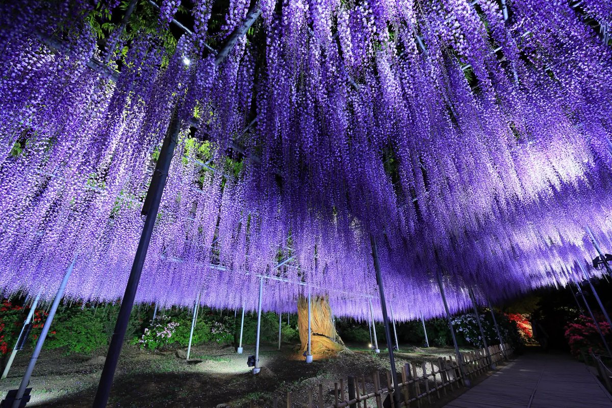 TGIMJcGPFppZZxP's tweet image. あしかがフラワーパークの夜　（11）
#花　#藤 　
#flower  #wander #photography