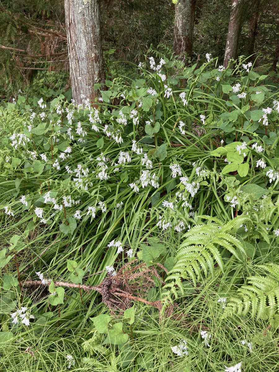 東風植物 tweet media