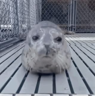 pika ૮₍ ˶ᵔ ᵕ ᵔ˶ ₎ა tweet media