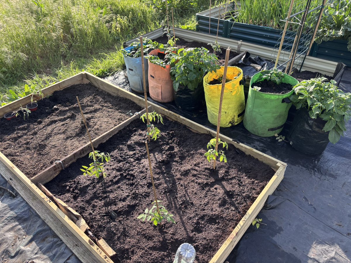 tonypaulway's tweet image. Toms out! #Allotment