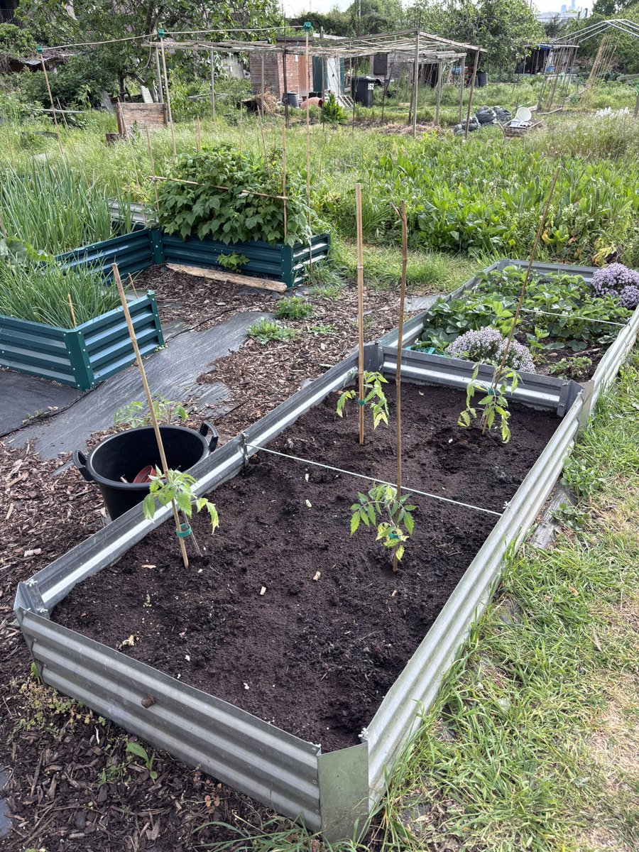 tonypaulway's tweet image. Toms out! #Allotment
