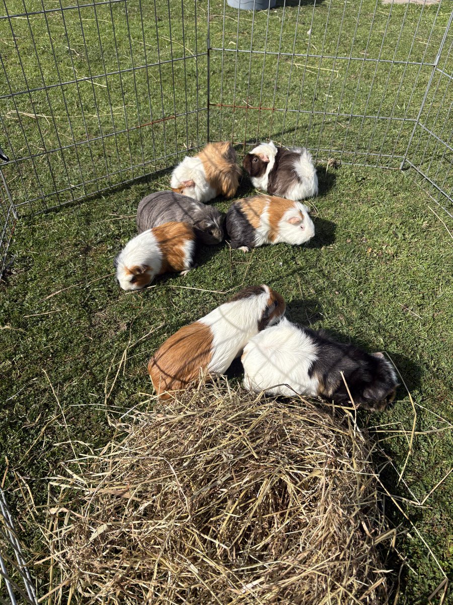 ArkOnTheClyde's tweet photo. Out and enjoying the sun 😎☀️🥵 https://t.co/2anRXDP9YY