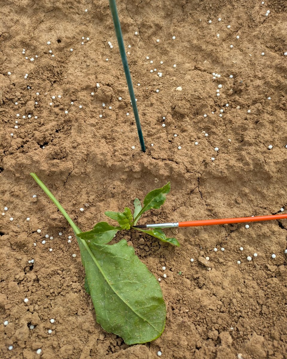 ITBetterave's tweet photo. Inoculation des parcelles d'essais 🔍🌱

+ 400 parcelles jeudi dernier 💪

#betterave #pucerons https://t.co/rs8814OYmx