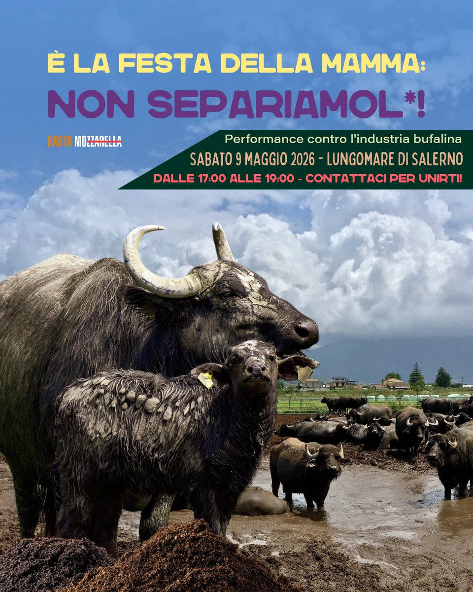 Napoli Animal Save tweet media