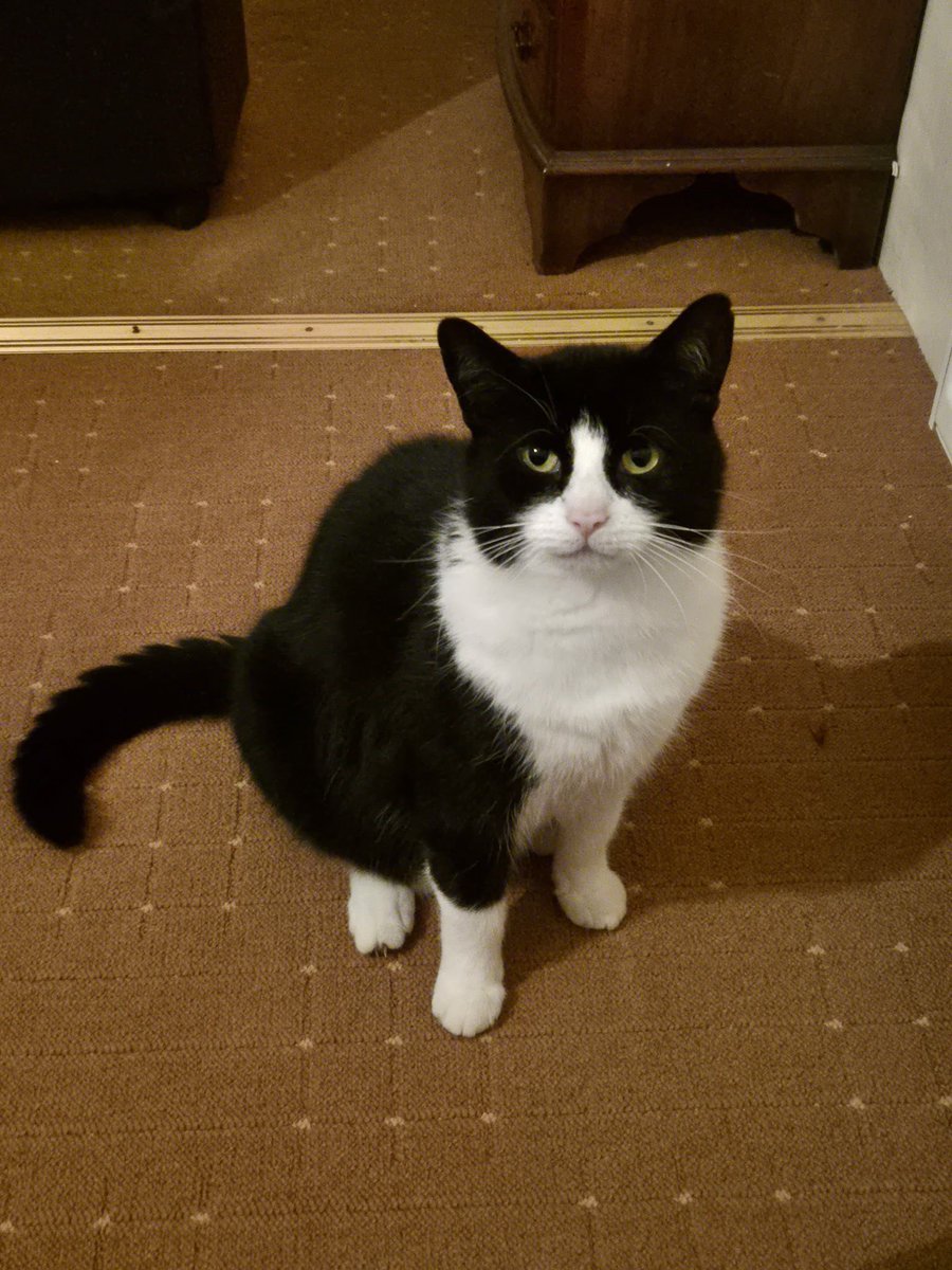 Phoebe, Selene and Mr Binx tweet media