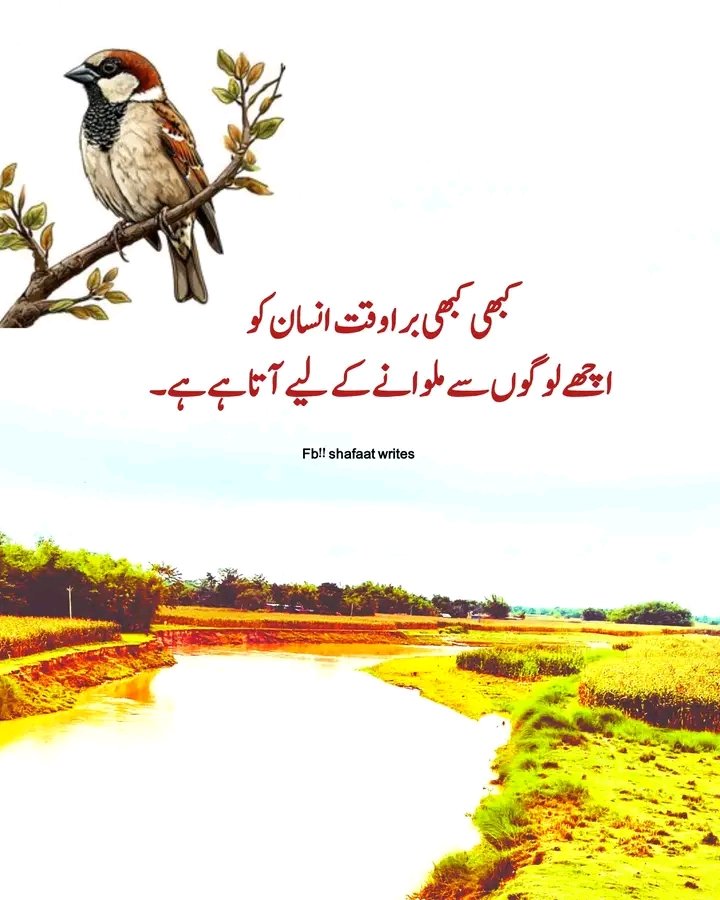 Anila sheikh tweet media