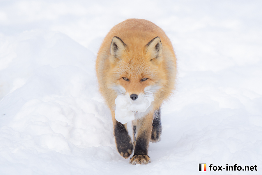 雪を運ぶわよ
 #北きつね牧場 fox-info.net/fox-photo/arch…