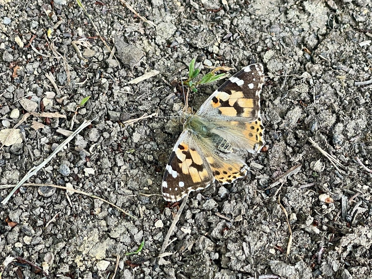 LittleEcologist's tweet photo. So lovely to be seeing quite a few Painted Ladies from the recent influx 🤩. This one had a fleeting rest on the path in front of me, before gliding off into the distance. They have such phenomenal journeys #paintedlady #butterfly #lovebutterflies #lepidoptera #nomad https://t.co/bthkeJICcE