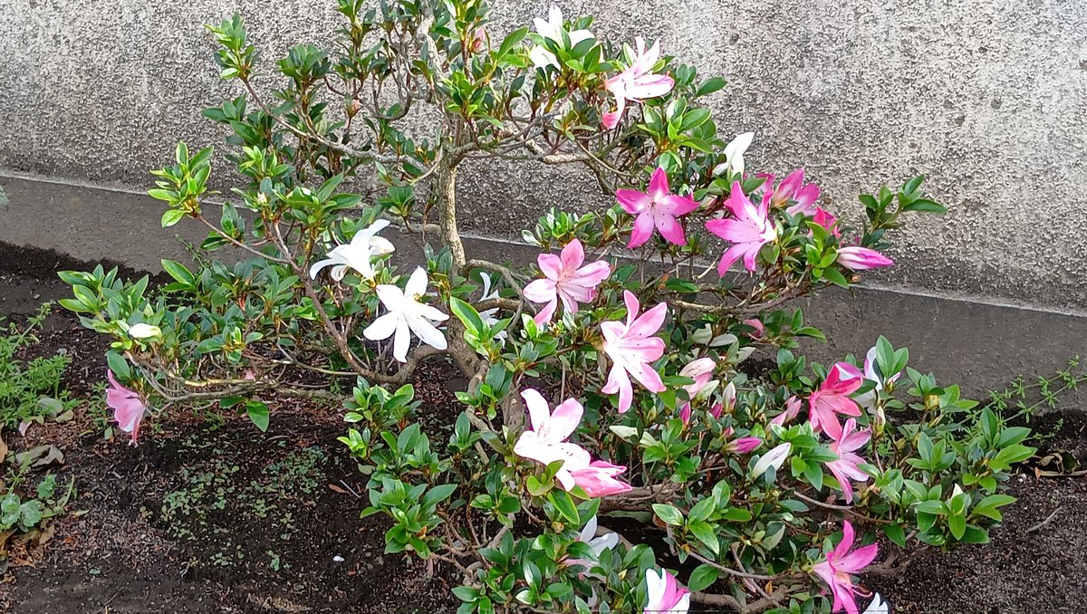GxJmE4YVQZaxTMd's tweet photo. #弘経寺の源平咲き躑躅 
1本の株から紅白や絞り(白地に赤)など、#異なる色の花を咲き分ける ツツジで、#源氏の白旗��平家の赤旗 に見立て名付けられています。紅白のコントラストも美しいですが
白地に赤が入った絞りと #花びらの先端が赤で根本が白 の#斑咲き は��事でした。 https://t.co/a91vJPwpVX