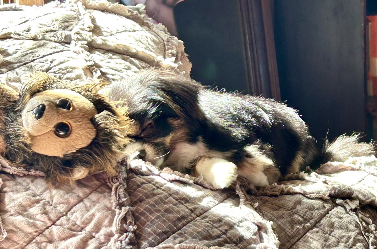 Piperpics2024's tweet photo. Oh we had so much fun this weekend!
If Monday comes looking for me…
tell it I’m busy cuddling. 🩵🐾
#NotMondaying #CuddleBug https://t.co/v5sqNkzW85