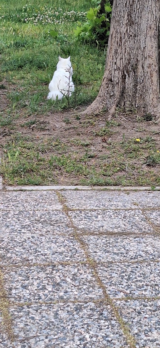 's tweet image. Izmir bornovada van kedisini kaybeden biri varsa saglikcilar sitesinin orda duruyor bebiş yakqlamaya calistim ama gelmioo cok tatlı minnoşu sahibine ulaştiralim pembemsi bir kolyesi var kedinin #izmirkedi #borno