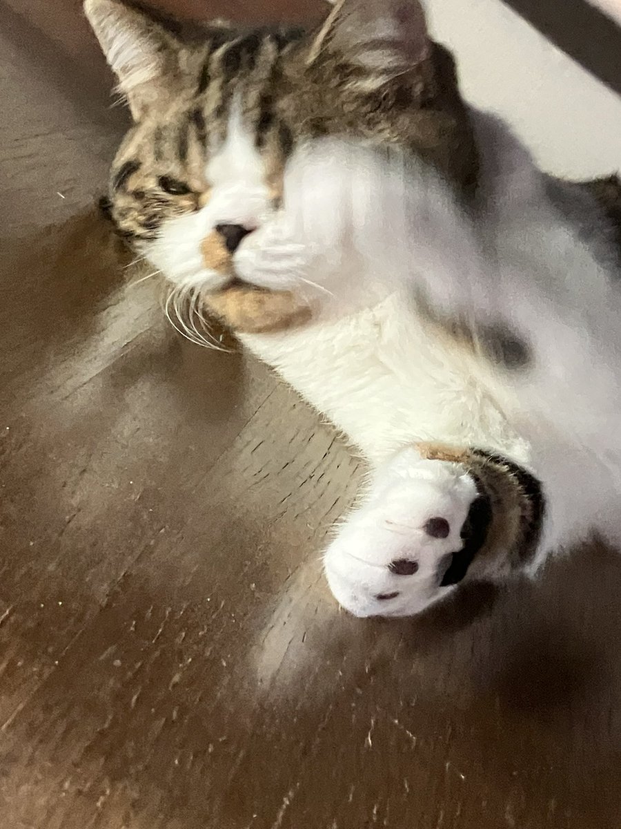 シャミシャミ tweet media