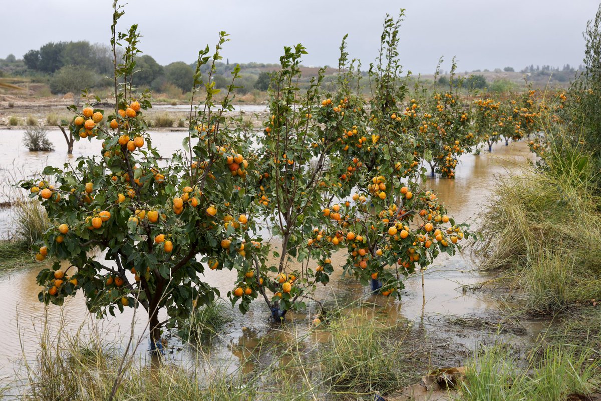 Efeagro tweet media