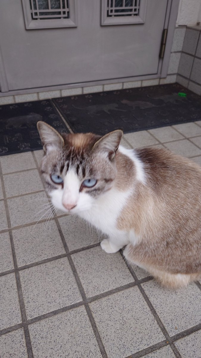 お隣の美猫
めちゃめちゃ人懐こい