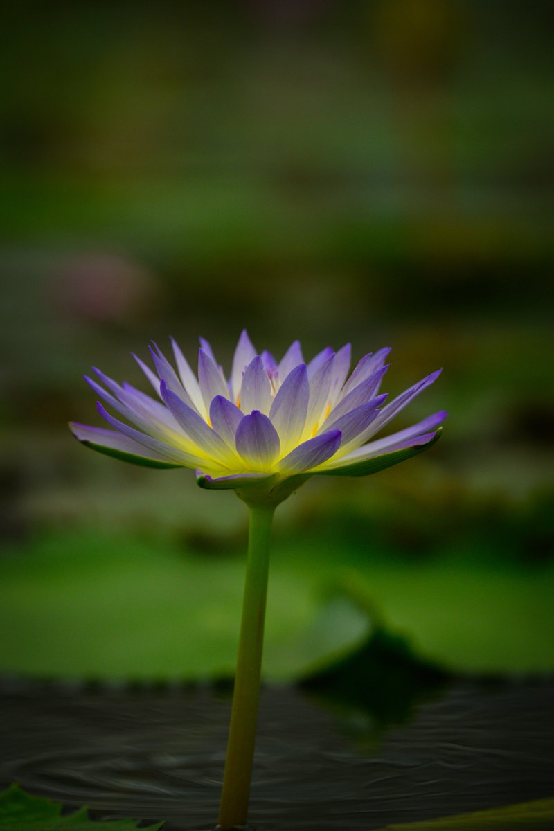 #世界中を花で埋め尽くしちまえ