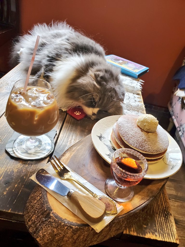 猫カフェ猫音 tweet media