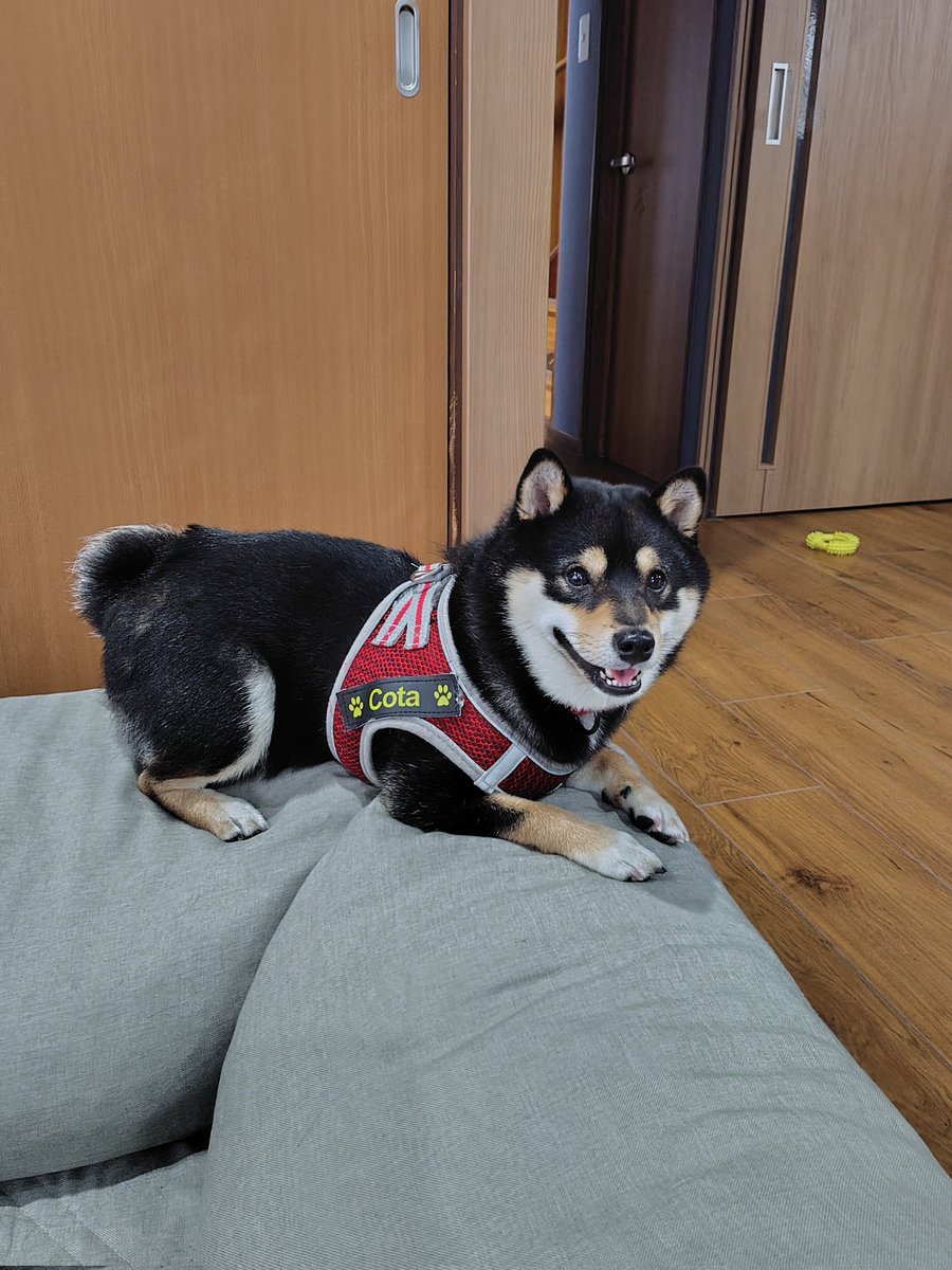 お散歩行ってきたワン🐶✨🌟💖 ＃柴犬 ＃犬好きさんと繋がりたい