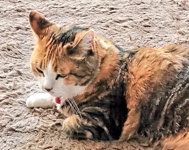 三毛猫