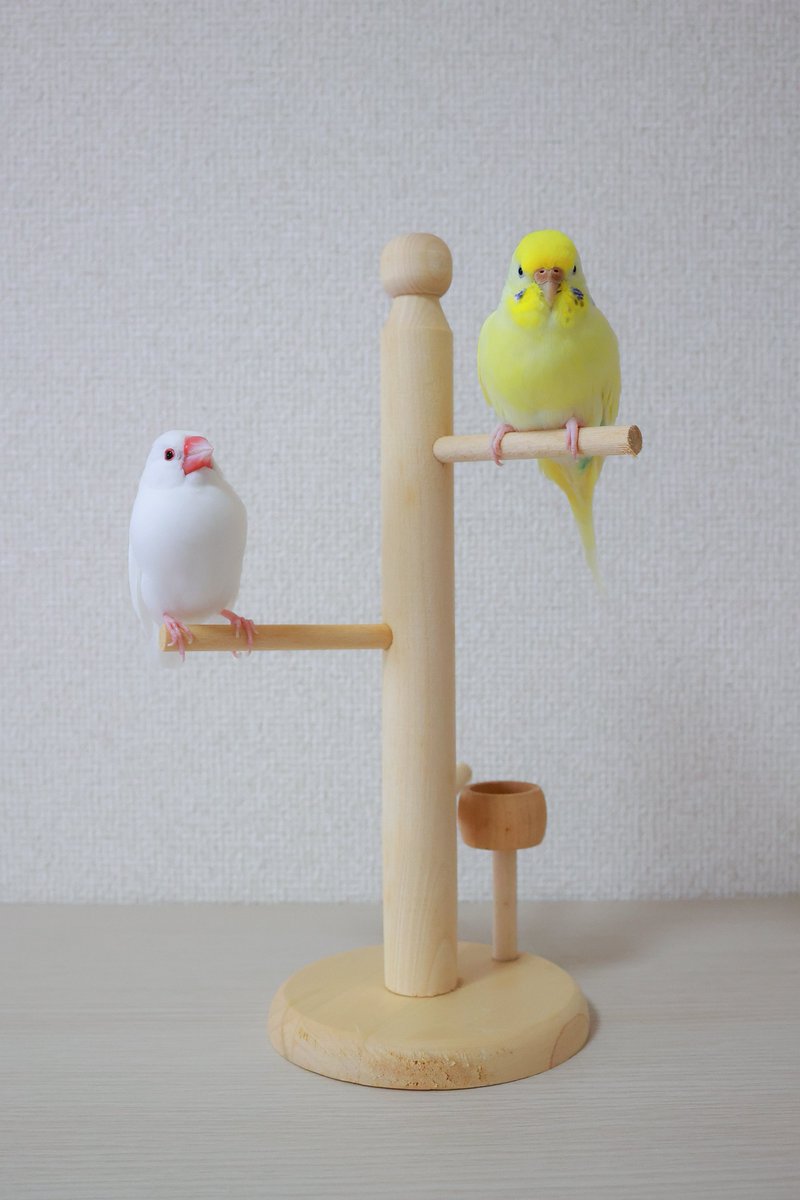 今日のおもちちゃんとらむねちゃん