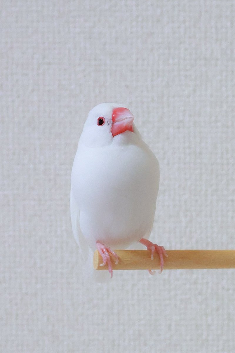 今日のおもちちゃんとらむねちゃん