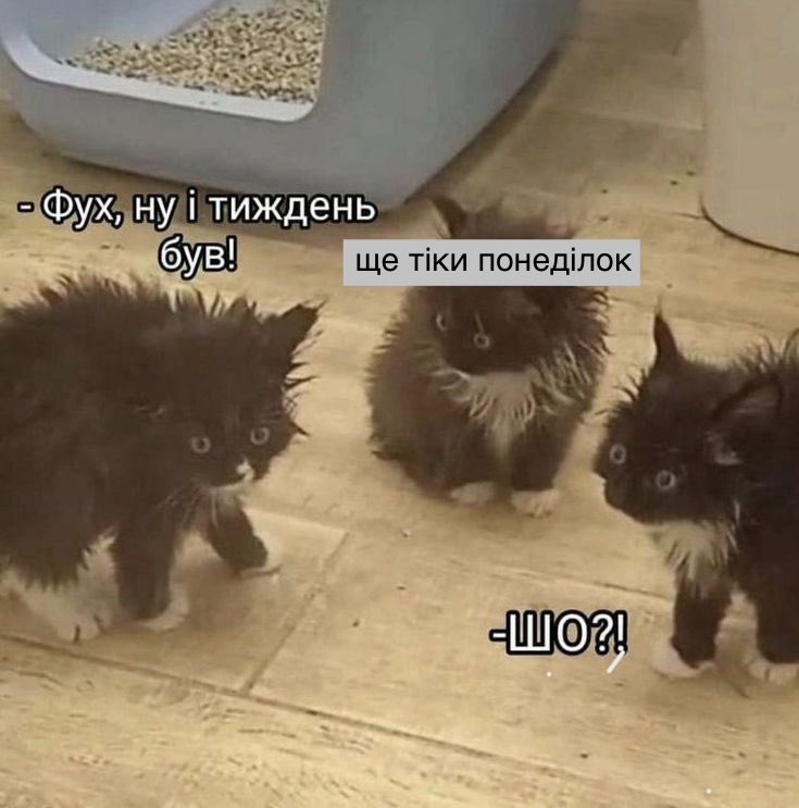 смажена картопелька🇺🇦 tweet media