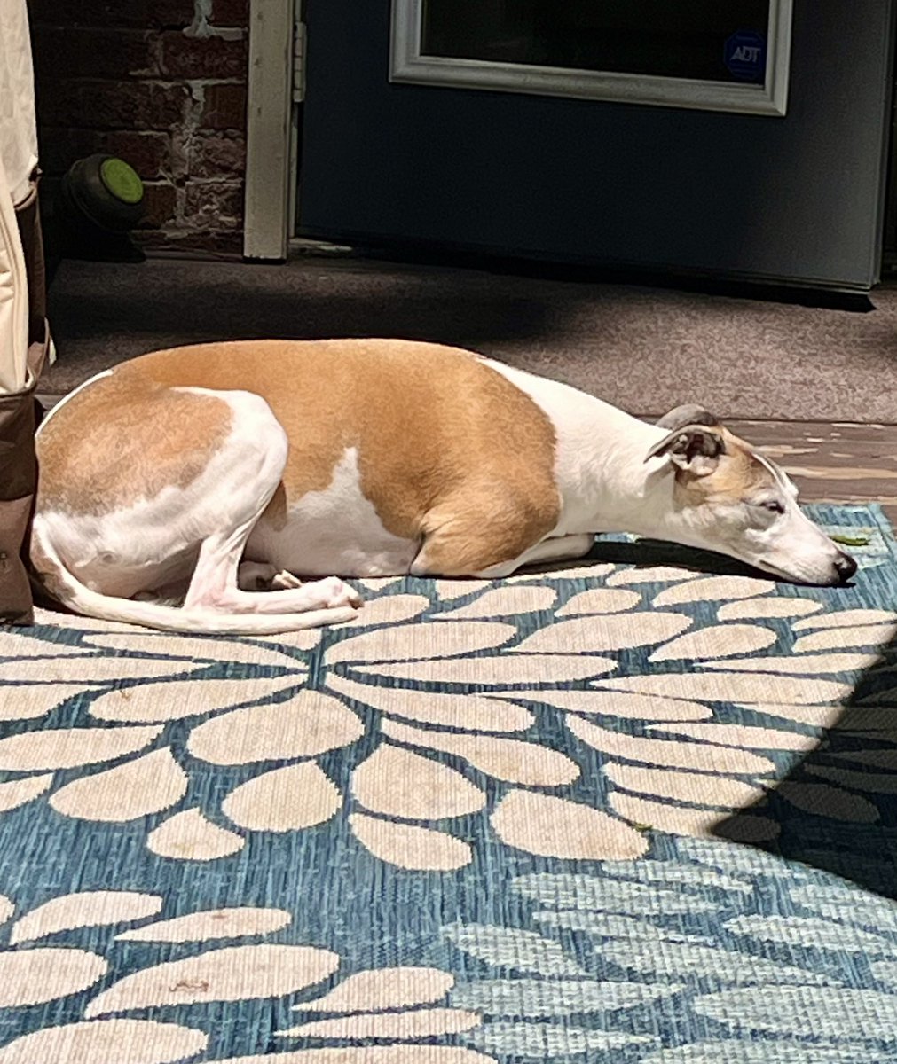 Cora the Whippet 🐕 tweet media