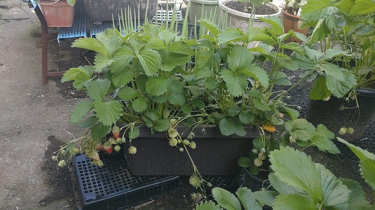 syunkon's tweet photo. イチゴ🍓の収穫🍓✨

一昨年の秋
章姫の苗を2つ購入し
去年の春は何とか5～6個の実を収穫

収穫後、ランナーからクローン苗を
いくつか作り、定植して迎えた今春。
去年の10倍くらいの収穫高🍓🍓🍓 https://t.co/MPF4vOO3qp