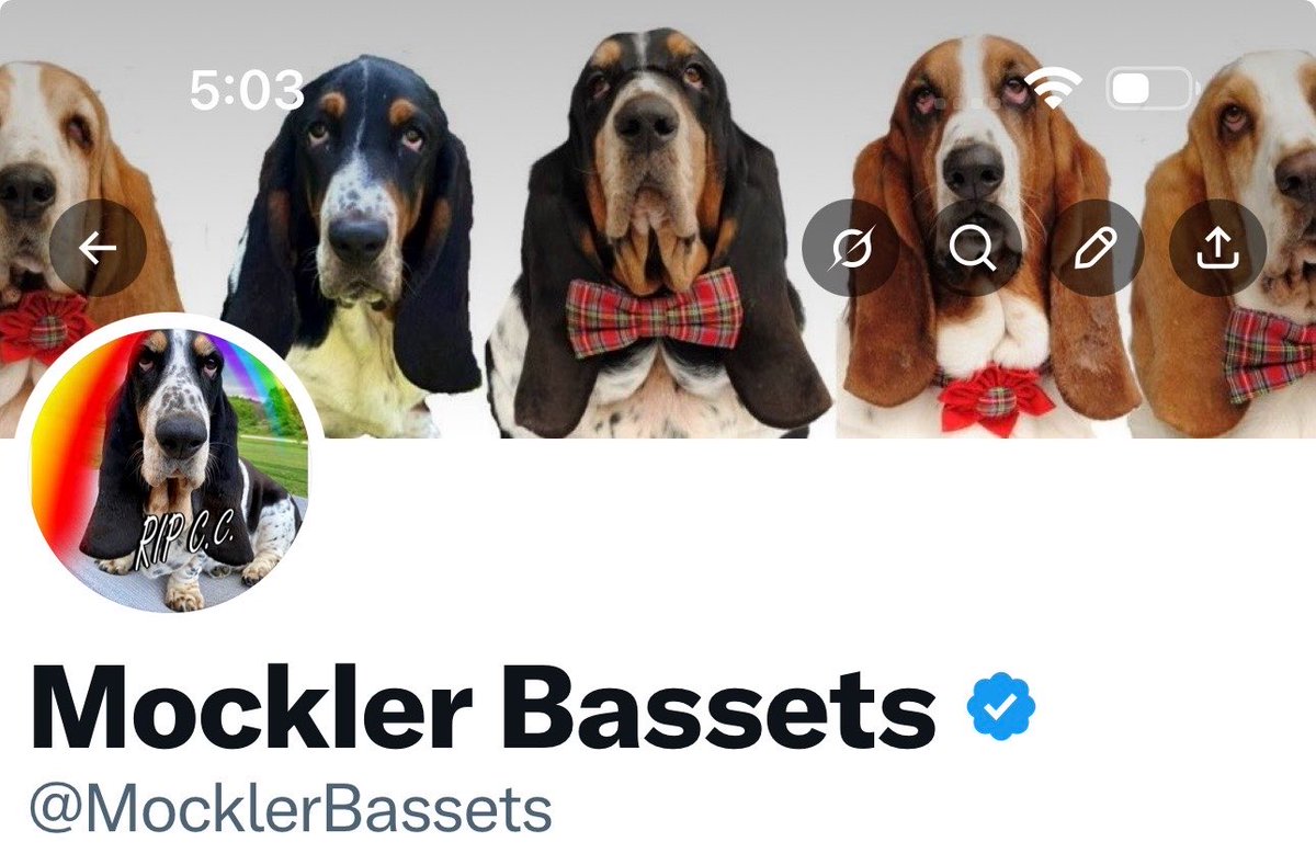 Mockler Bassets tweet media