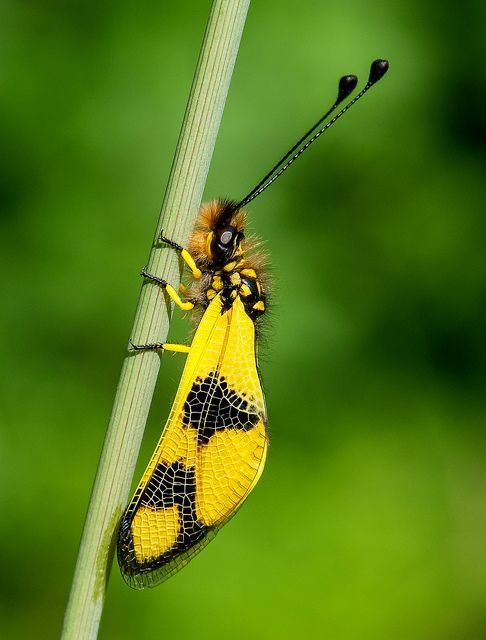 butterfly world 🦋 tweet media