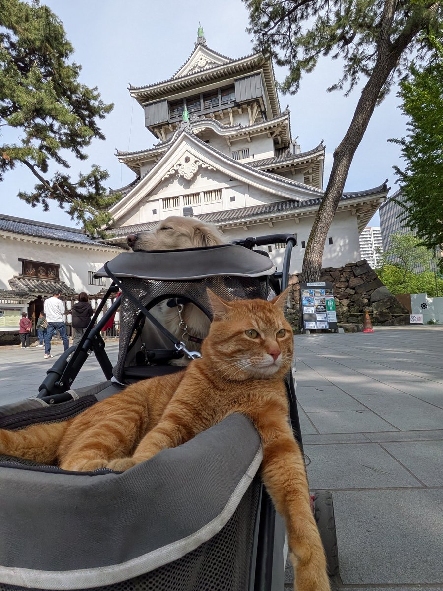 ヌッコ「じぃ、城下は今日も平和かにゃ？」
イッヌ「本日も安泰でございますわん」
主「…平和だねw」