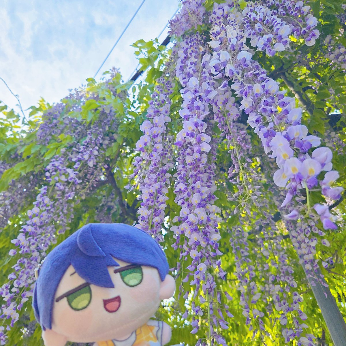あやな🐨 tweet media