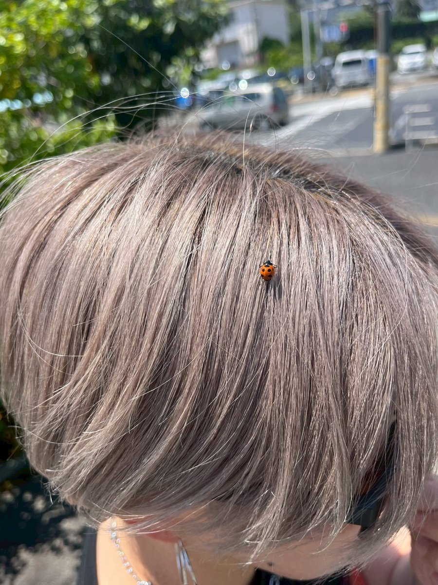 2021_beginning's tweet photo. 昨日は土砂降り☔だったのに
今日は天気良いし😵‍💫、
てんとう虫とまるし🐞 https://t.co/q9nCP6qpVP