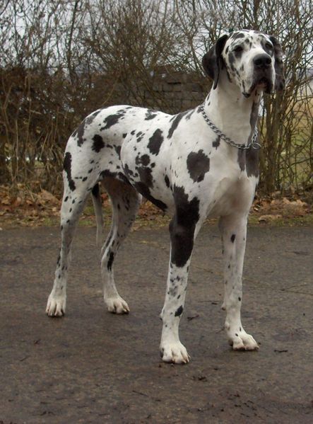 Jhus_world's tweet photo. @Fredmunene_ Types of colour coats that come with Great Danes. This is a beautiful giant.loyal and protective.Perfect for home and farm set-up security 🐈‍⬛🐈‍⬛ Puppies available for rehoming at $300 with flexible installments 🇿🇼 https://t.co/pppjhqNyER