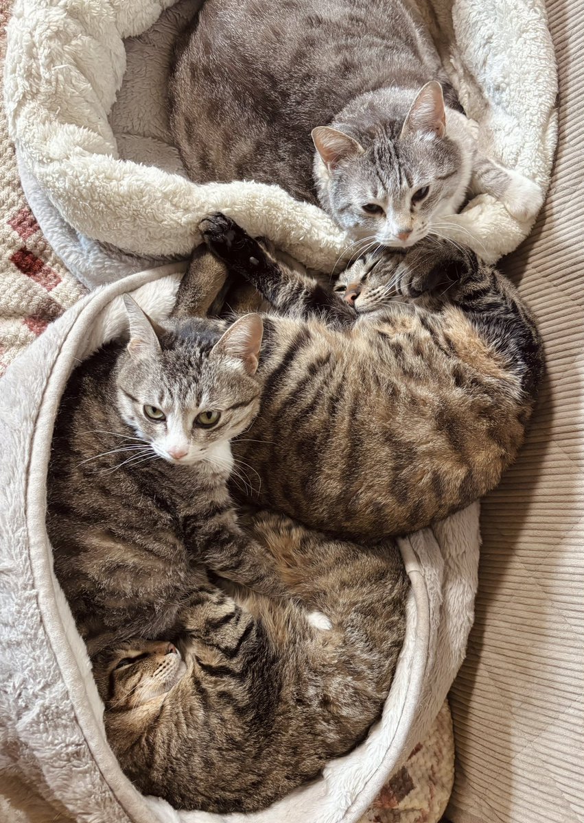 可愛すぎる(*´艸`) お猫様ってさ… こっち空いてるのにってなるのに お
