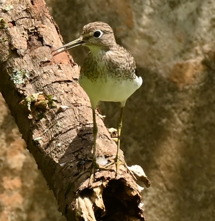 TerryWells7's tweet photo. A few Jamaica bird, pics from our recent stay at a former coffee plantation in the Blue Mountains: Jamaican Peewee, Sad Flycatcher, Solitary Sandpiper https://t.co/bwanrYDp8h