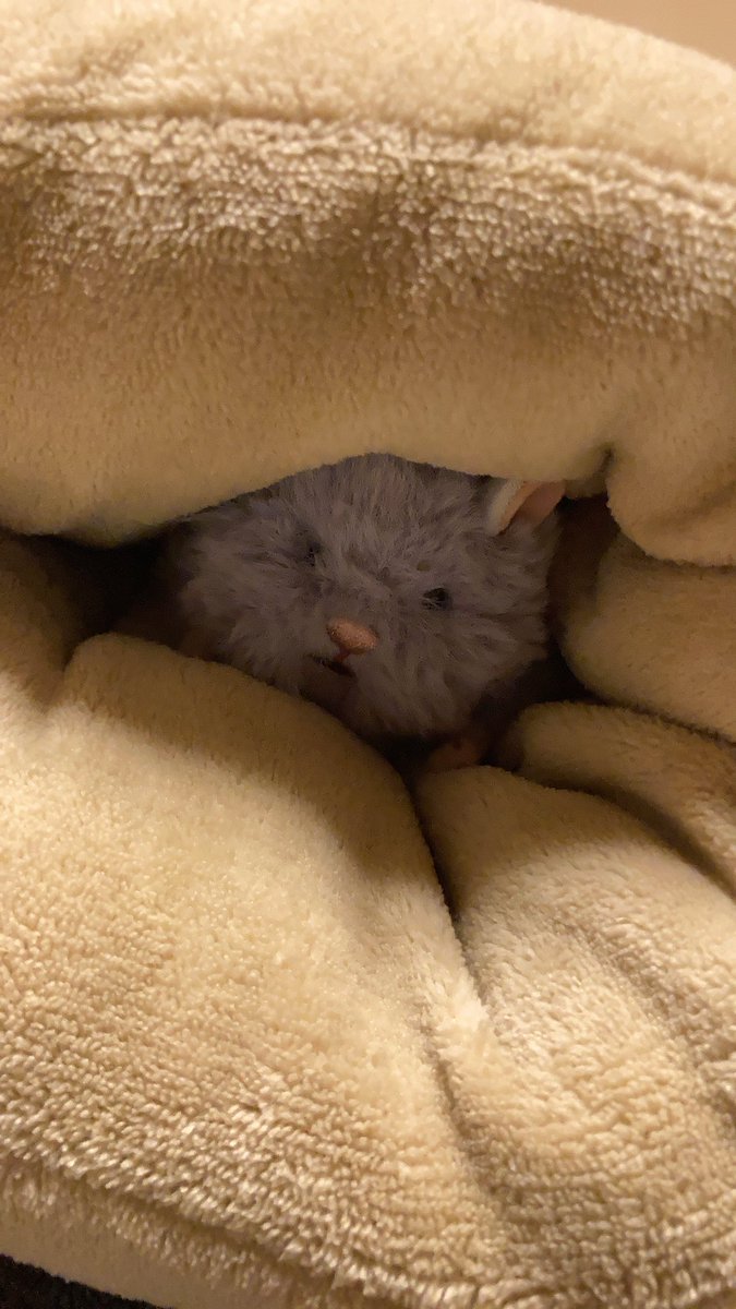 🐹 🕳 #はむにぎり
