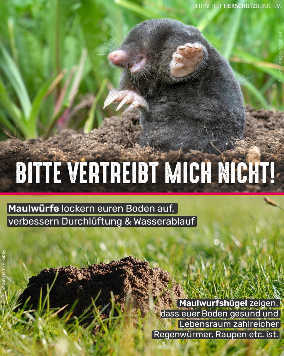 Tierschutzbund tweet media