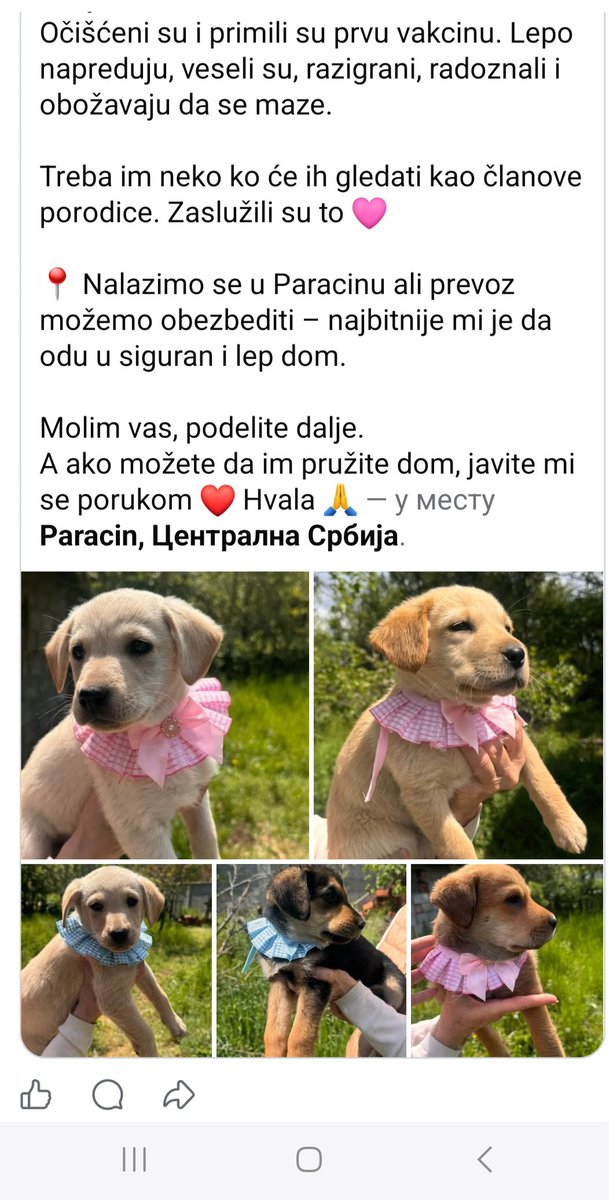 drzim_svecu tweet media