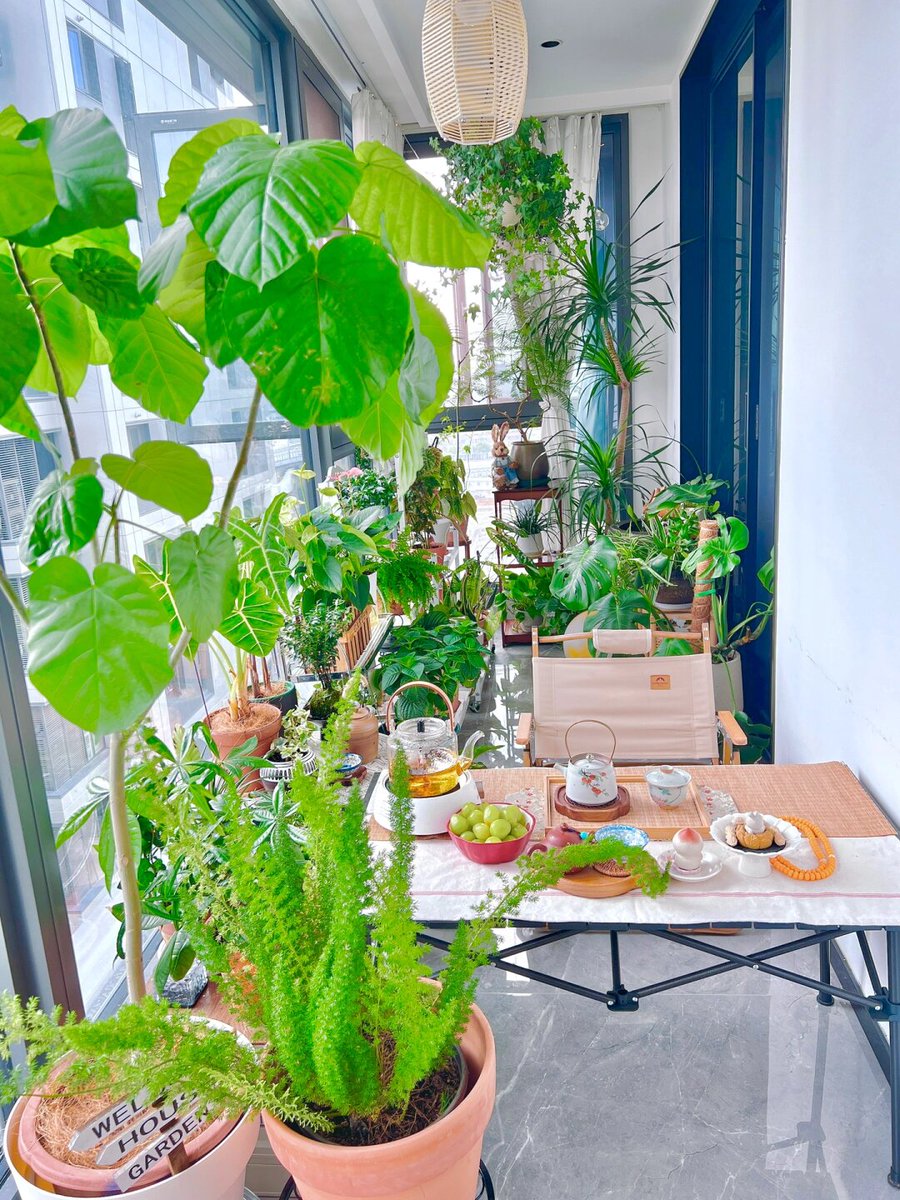 ZCaonmi5's tweet photo. 5-Second Green Tip: Rotate your potted plant 180° weekly—stems won’t lean, leaves stay lush! https://t.co/qp1e7QdsZy