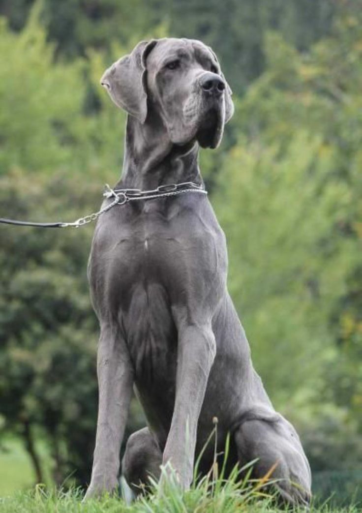 Jhus_world's tweet photo. @Fredmunene_ Great Dane puppies available for rehoming in Harare🐈‍⬛ contact 0788131291 https://t.co/ptEPmbUmaj