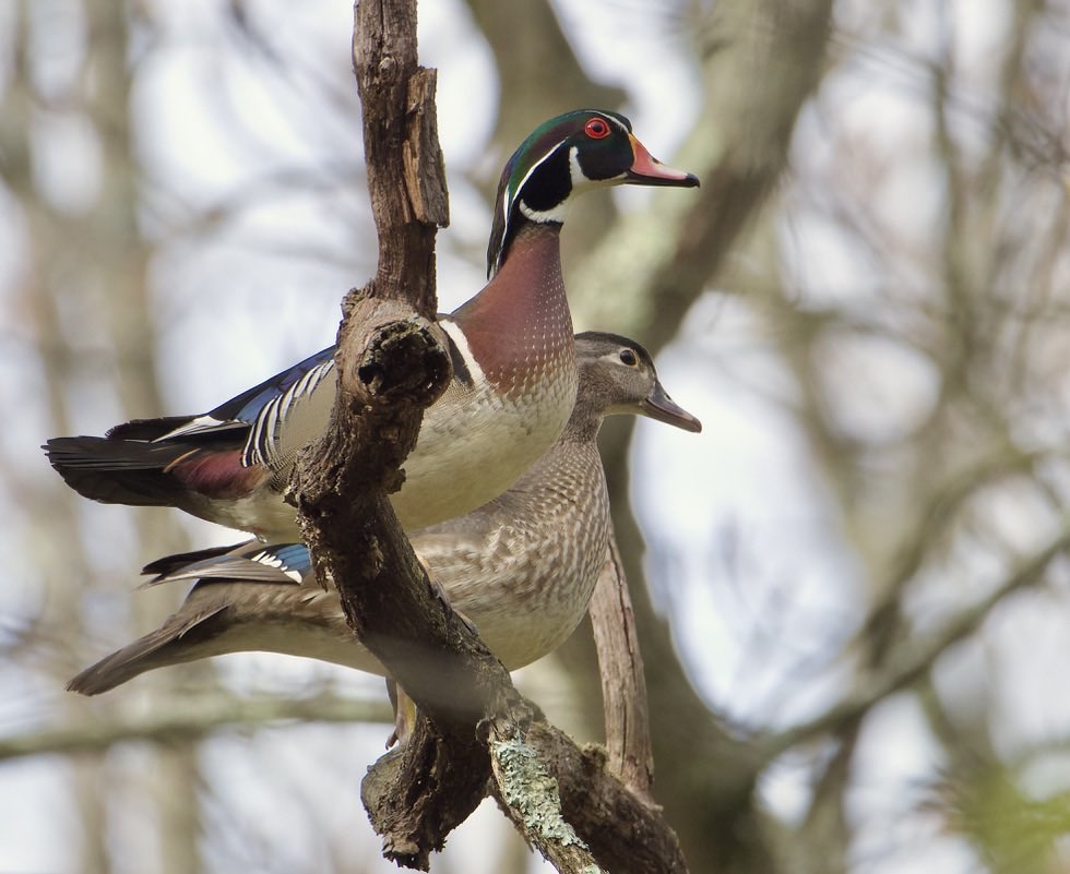 RoppityPhotos's tweet image. Mr. And Mrs. Wood Duck #Ducks #Wildlife #WildlifePhotography #Fowl