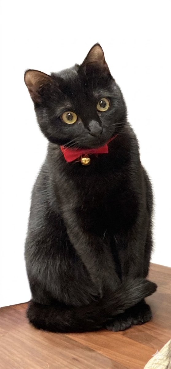 ペコ😺愛猫3匹 tweet media