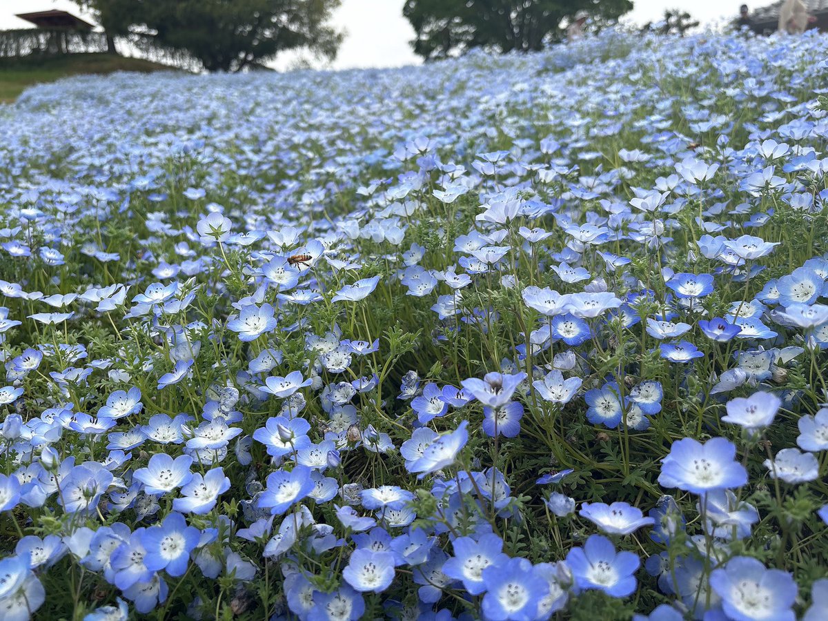 360_r_2's tweet photo. 車もお花畑で乗ってる人も脳内お花畑で綺麗なお花畑見てきたから間違いなくお花畑ガチ勢🌹

バラの時期はもうちょい後らしいしまたリベンジします🥲 https://t.co/F9beHbcsY3
