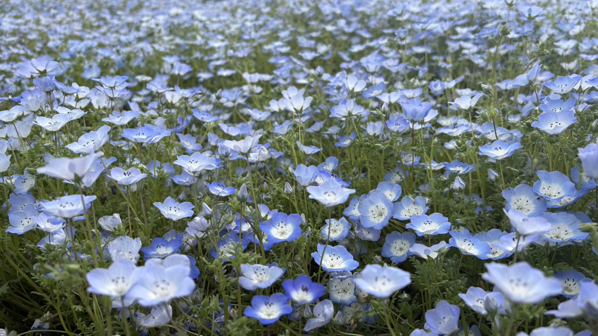 360_r_2's tweet photo. 車もお花畑で乗ってる人も脳内お花畑で綺麗なお花畑見てきたから間違いなくお花畑ガチ勢🌹

バラの時期はもうちょい後らしいしまたリベンジします🥲 https://t.co/F9beHbcsY3