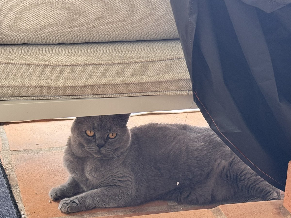 DollyTali's tweet image. Start of another hard week doing very little 😹😹 #kittyloafmonday #catsoftwitter
