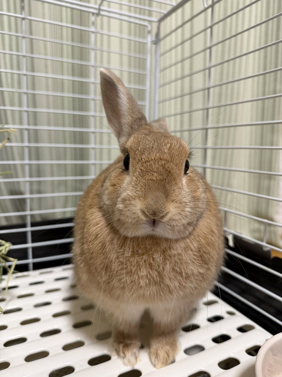 ここ🍃🐰🐰 tweet media