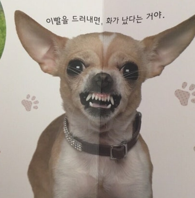 6시내고양 tweet media