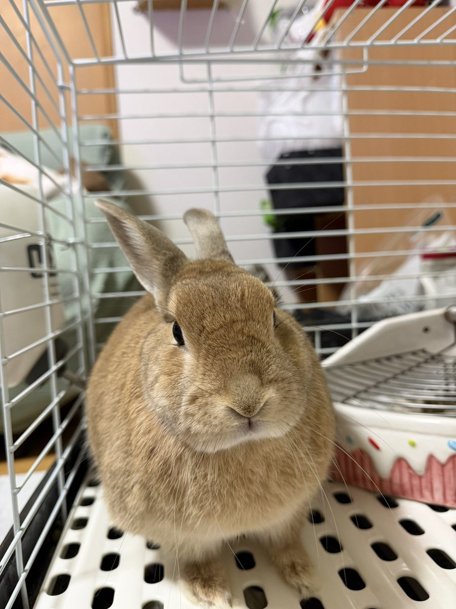 ここ🍃🐰🐰 tweet media