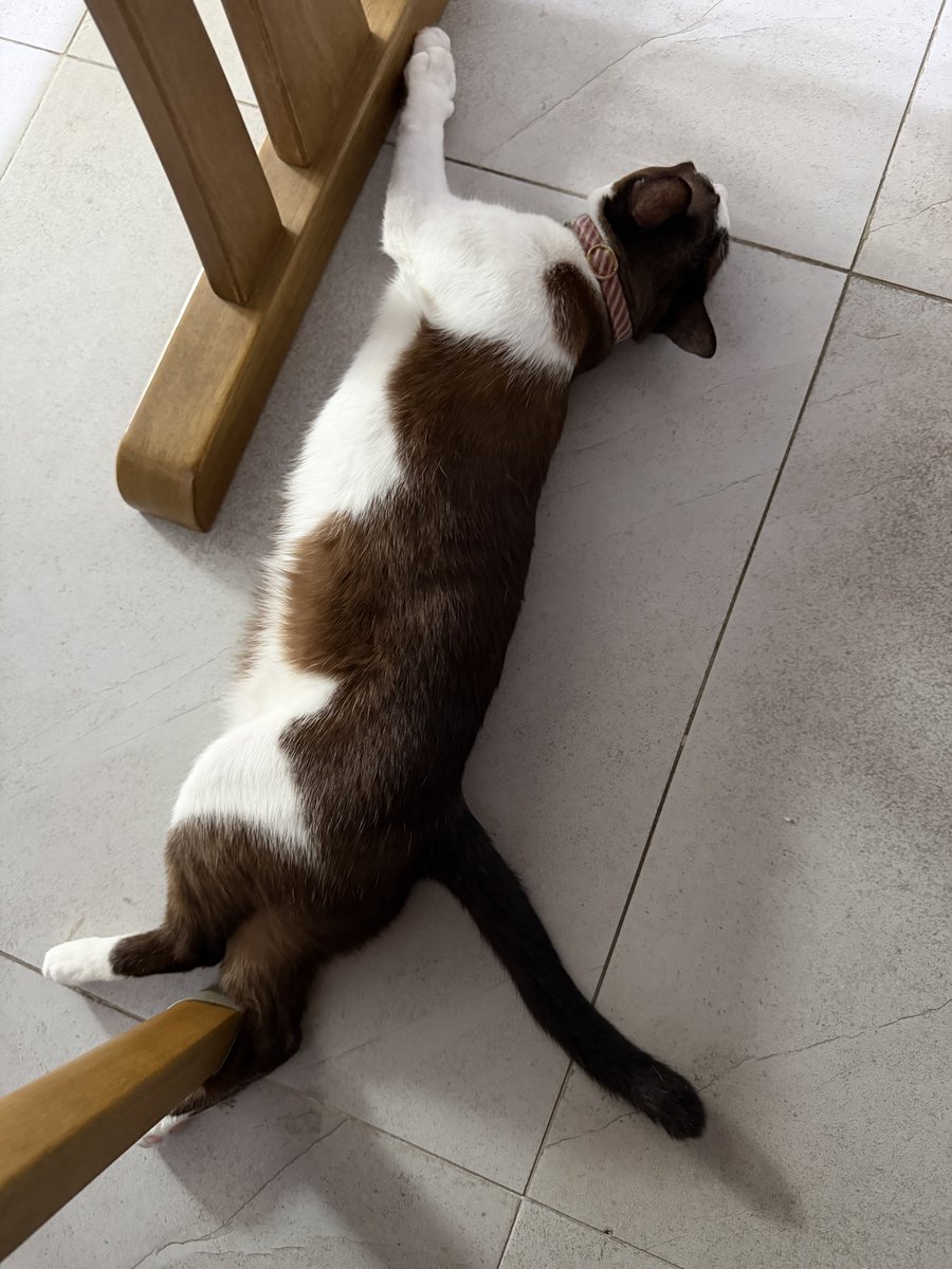 คือผมต้องทราบไหม 🐈⬛ tweet media